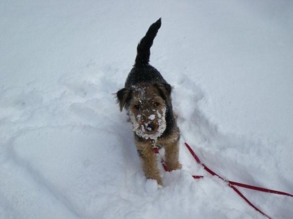 Lilly (Coleen) im Schnee (3)