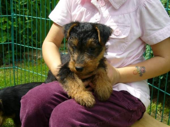 Nachwuchs, Welsh-Terrier-Zwinger von der Krebsfrde2