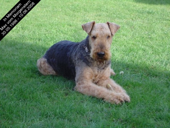 Airedale Max vom Morgenstern