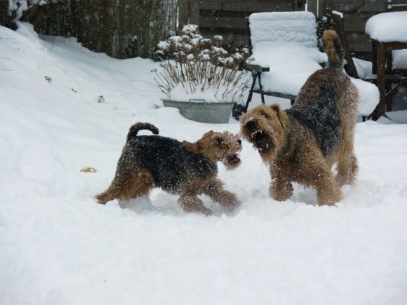 Welsh und Airedale im Schnee