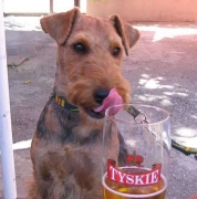 Welsh-Terrier und Alkohol